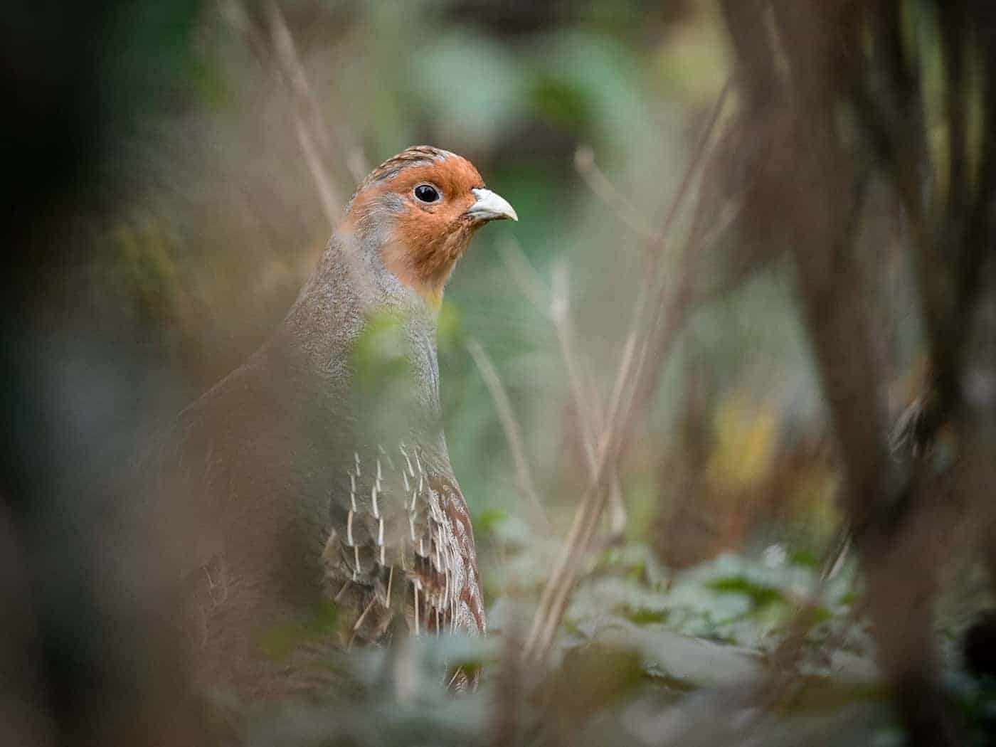 Ein Rebhuhn sitzt in einem Gehege des Zoologischen Gartens Wilhelma / Foto: Sina Schuldt/dpa
