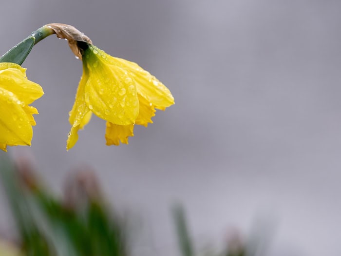 In Niedersachsen ist das Wetter zum Märzende von Regen und Wolken geprägt. (Archivbild) / Foto: Hauke-Christian Dittrich/dpa