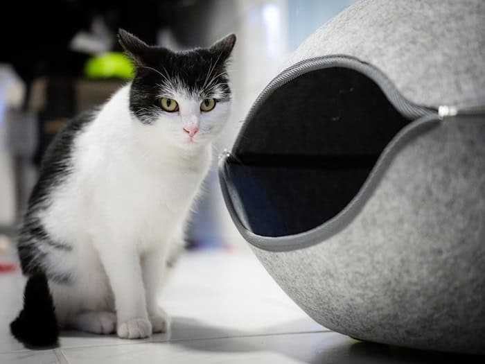 Die abenteuerlustige Katze Shila zieht nach Schweden. (Archivbild) / Foto: Sina Schuldt/dpa