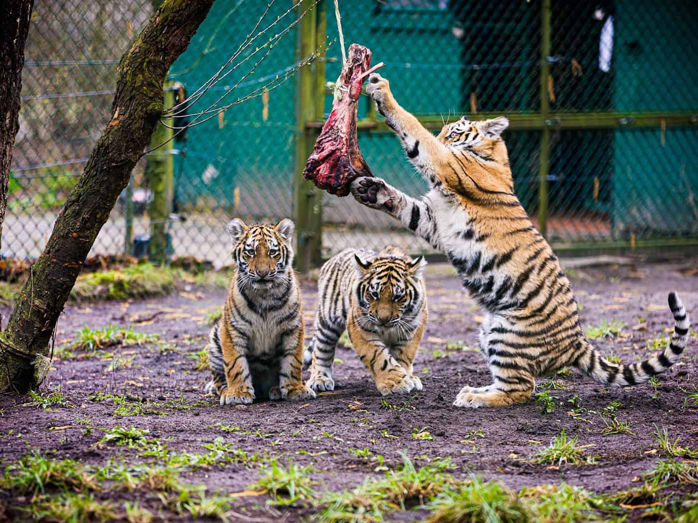 Drei kleine Sibirische Tiger erkunden ihr Gehege auf dem Gelände des Serengeti-Parks.  / Foto: Moritz Frankenberg/dpa