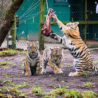 Drei kleine Sibirische Tiger erkunden ihr Gehege auf dem Gelände des Serengeti-Parks.  / Foto: Moritz Frankenberg/dpa