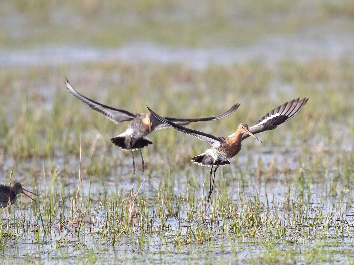 Die Uferschnepfen kommen derzeit aus ihren Überwinterungsgebieten zurück nach Niedersachsen. (Archivbild) / Foto: Sina Schuldt/dpa