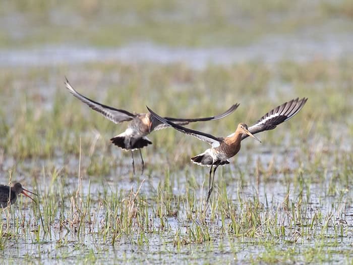 Viele Uferschnepfen kehren aus dem Süden zurück nach Niedersachsen