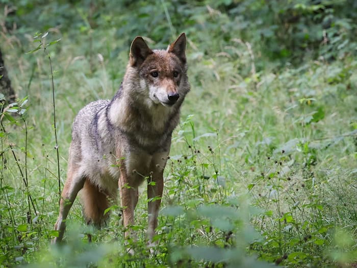 Der Umgang mit dem Wolf sorgt in Deutschland für Diskussionen. (Archivbild) / Foto: Christian Charisius/dpa