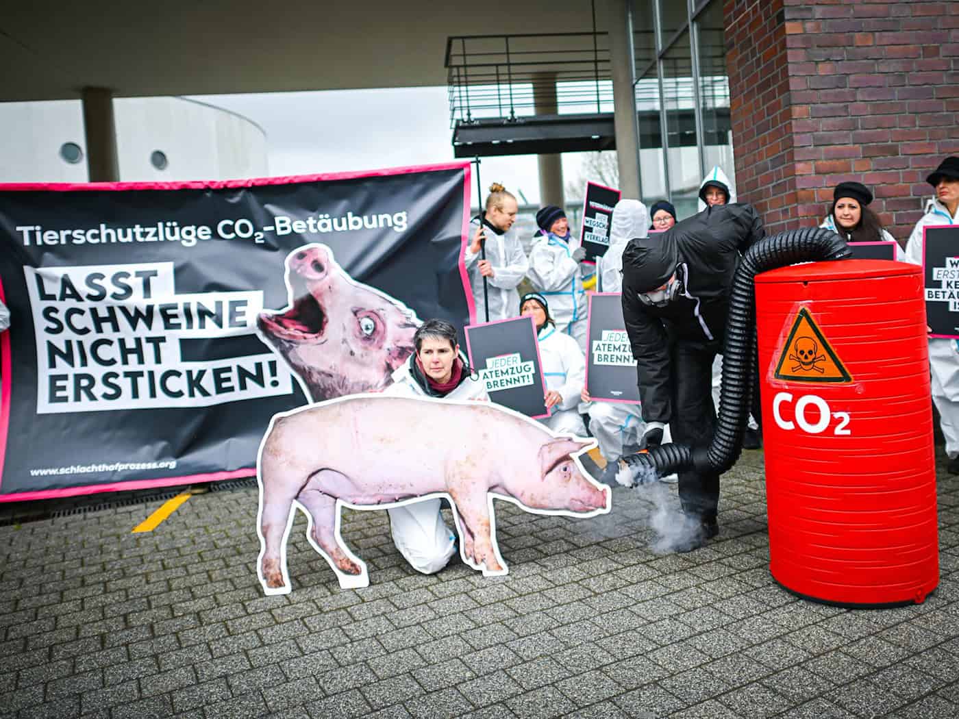 Die Betäubung von Schweinen durch das Gas CO2 ist umstritten - Tierschützer wollen gerichtlich prüfen lassen, ob das Verfahren erlaubt ist.  / Foto: Sina Schuldt/dpa