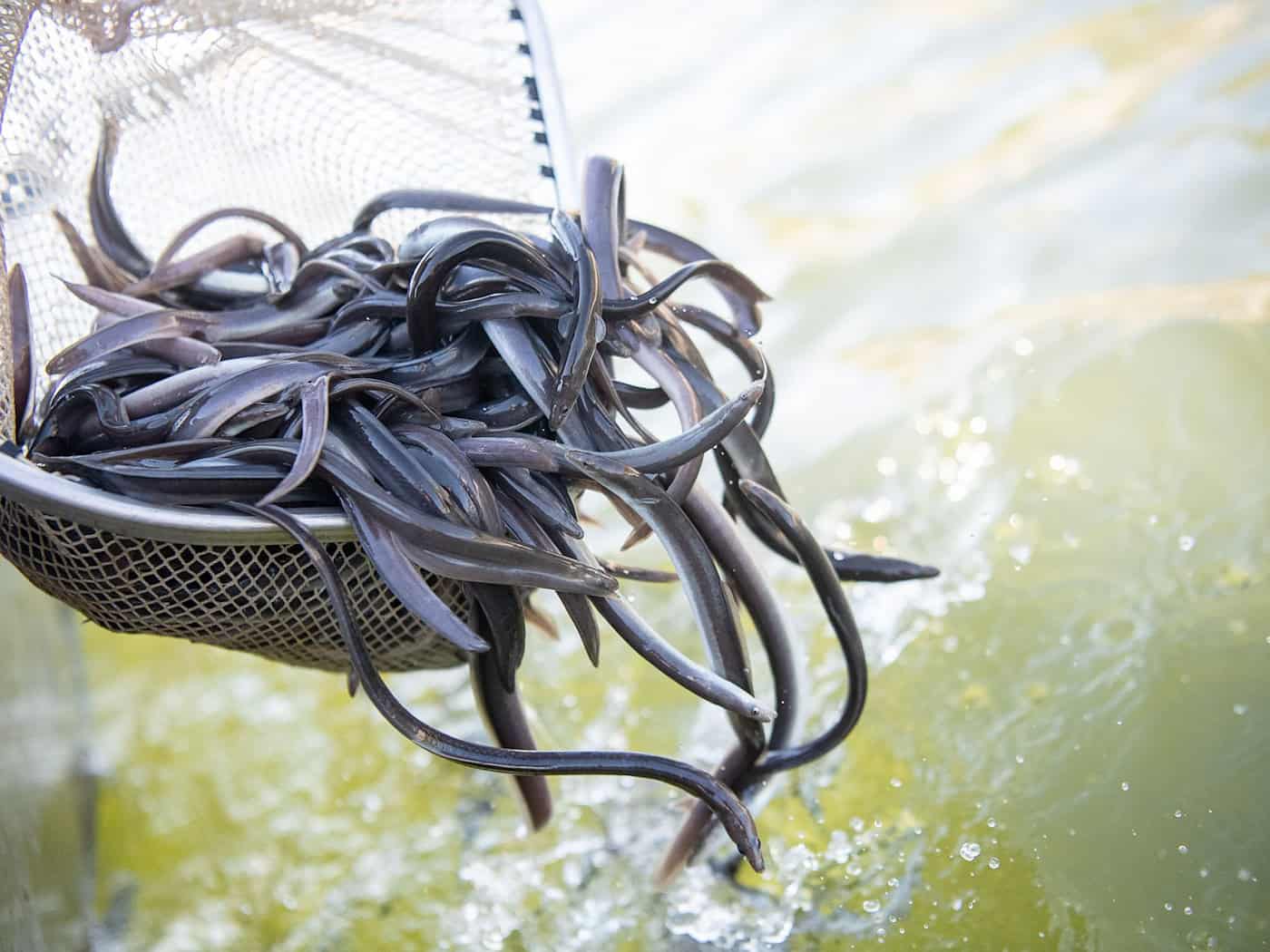 Die Lebensbedingungen für Aale haben sich in Europa dramatisch verschlechtert – Angler setzen Fische aus Frankreich in Niedersachsen aus. (Symbolbild) / Foto: Sebastian Gollnow/dpa