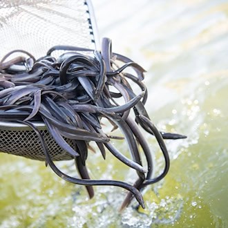 Die Lebensbedingungen für Aale haben sich in Europa dramatisch verschlechtert – Angler setzen Fische aus Frankreich in Niedersachsen aus. (Symbolbild) / Foto: Sebastian Gollnow/dpa
