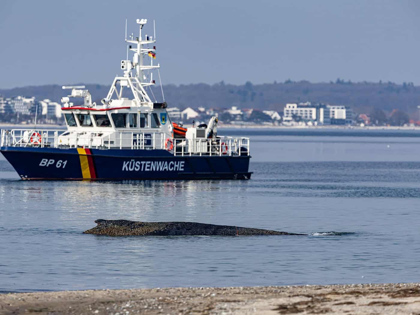 Ein Wal ist an der Ostseeküste vor Niendorf gestrandet, im Hintergrund ein Boot der Küstenwache. Die Polizei hat das Gelände abgesperrt, um das Tier nicht zu beunruhigen. / Foto: Ulrich Perrey/dpa