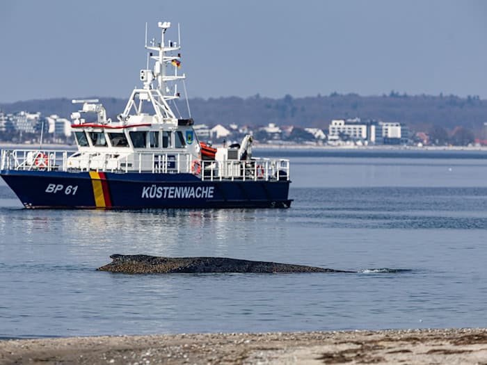 Ein Wal ist an der Ostseeküste vor Niendorf gestrandet, im Hintergrund ein Boot der Küstenwache. Die Polizei hat das Gelände abgesperrt, um das Tier nicht zu beunruhigen. / Foto: Ulrich Perrey/dpa