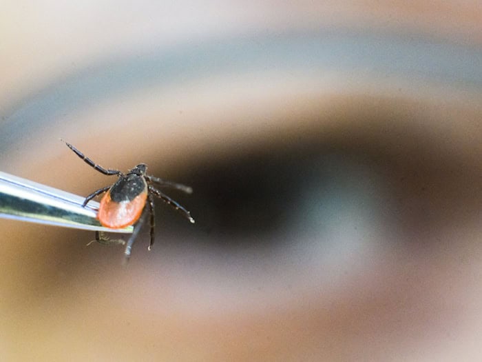 Masyar Monazahian, Virologe am Landesgesundheitsamt, zu FSME: «Das Virus ist längst in Niedersachsen angekommen.» (Symbolbild) / Foto: Julian Stratenschulte/dpa