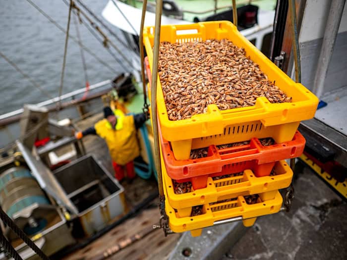 Hinter den Krabbenfischern liegen miese Wirtschaftsjahre. (Archivbild) / Foto: Sina Schuldt/dpa
