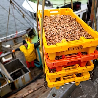 Hinter den Krabbenfischern liegen miese Wirtschaftsjahre. (Archivbild) / Foto: Sina Schuldt/dpa
