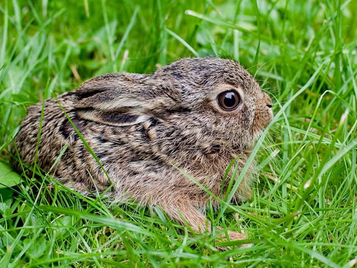 Der Feldhase breitet sich wieder in Deutschland aus – hat aber auch mit einer neuartigen Krankheit zu kämpfen. (Symbolbild) / Foto: Patrick Pleul/dpa-Zentralbild/dpa-tmn