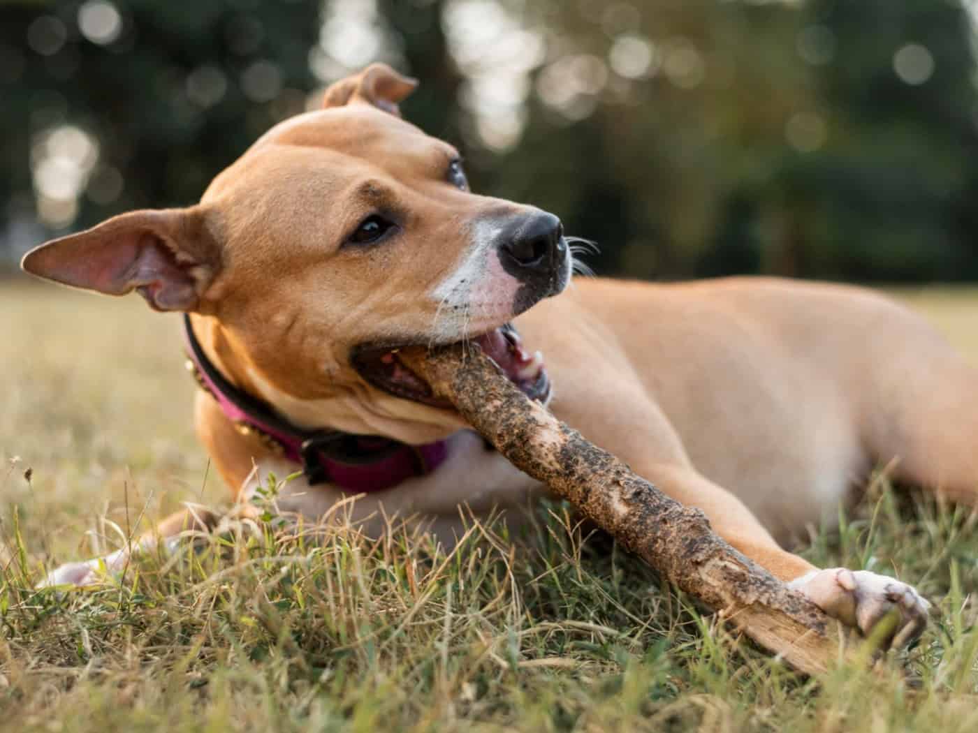 Hannovers Grünflächen wie die Eilenriede bieten Hunden ideale Bedingungen für artgerechtes Spielen und Entspannen. / Foto: freepik.com