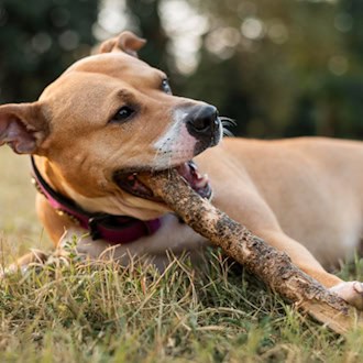 Hannovers Grünflächen wie die Eilenriede bieten Hunden ideale Bedingungen für artgerechtes Spielen und Entspannen. / Foto: freepik.com