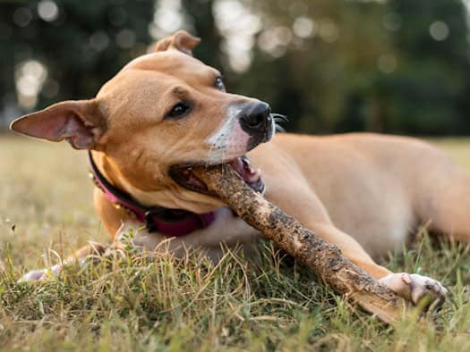 Ein glücklicher Hund kaut entspannt auf einem Ast in einer grünen Wiese.