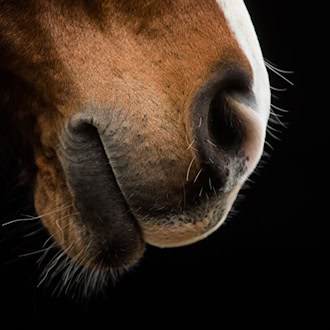 Wie die fünf Pferde von ihrer Weide entkommen konnten, war unklar. (Symbolbild) / Foto: Rolf Vennenbernd/dpa