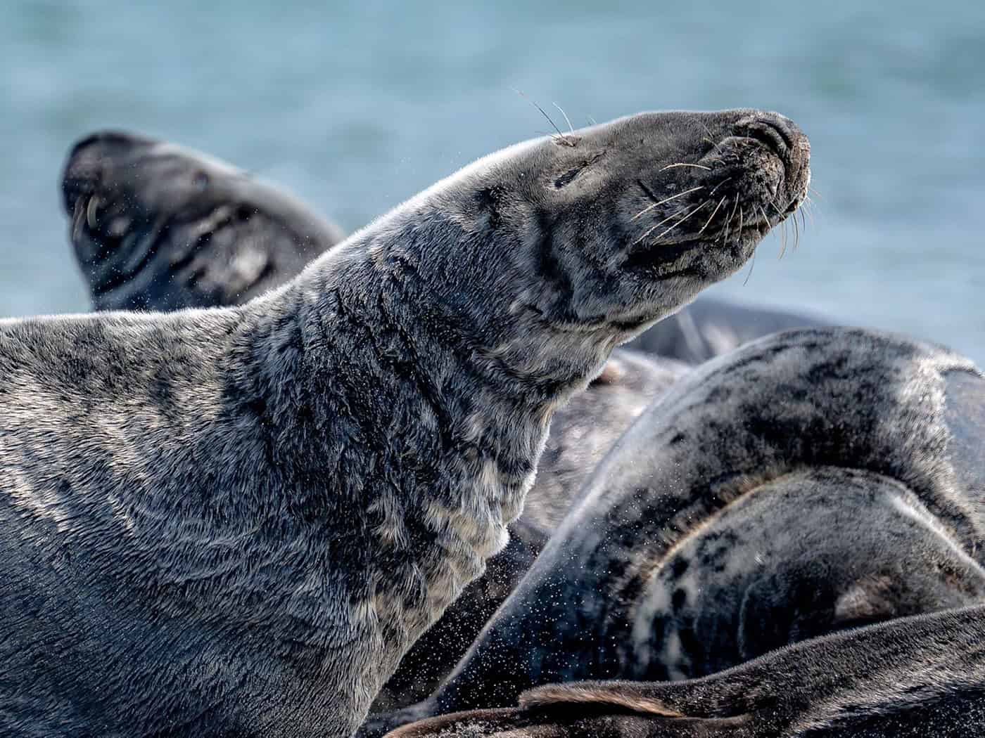 Insgesamt wurden im Winter 1.692 Kegelrobben im Niedersächsischen Nationalpark Wattenmeer gezählt. (Archivbild) / Foto: Sina Schuldt/dpa