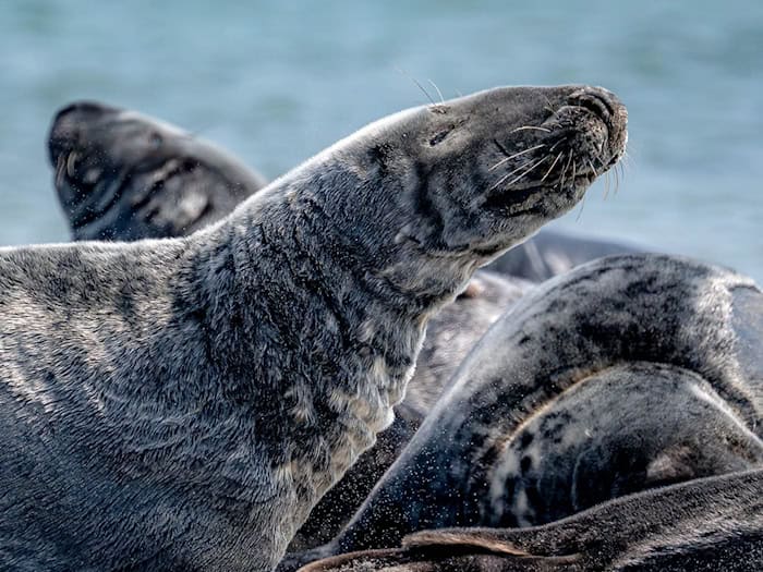 Insgesamt wurden im Winter 1.692 Kegelrobben im Niedersächsischen Nationalpark Wattenmeer gezählt. (Archivbild) / Foto: Sina Schuldt/dpa