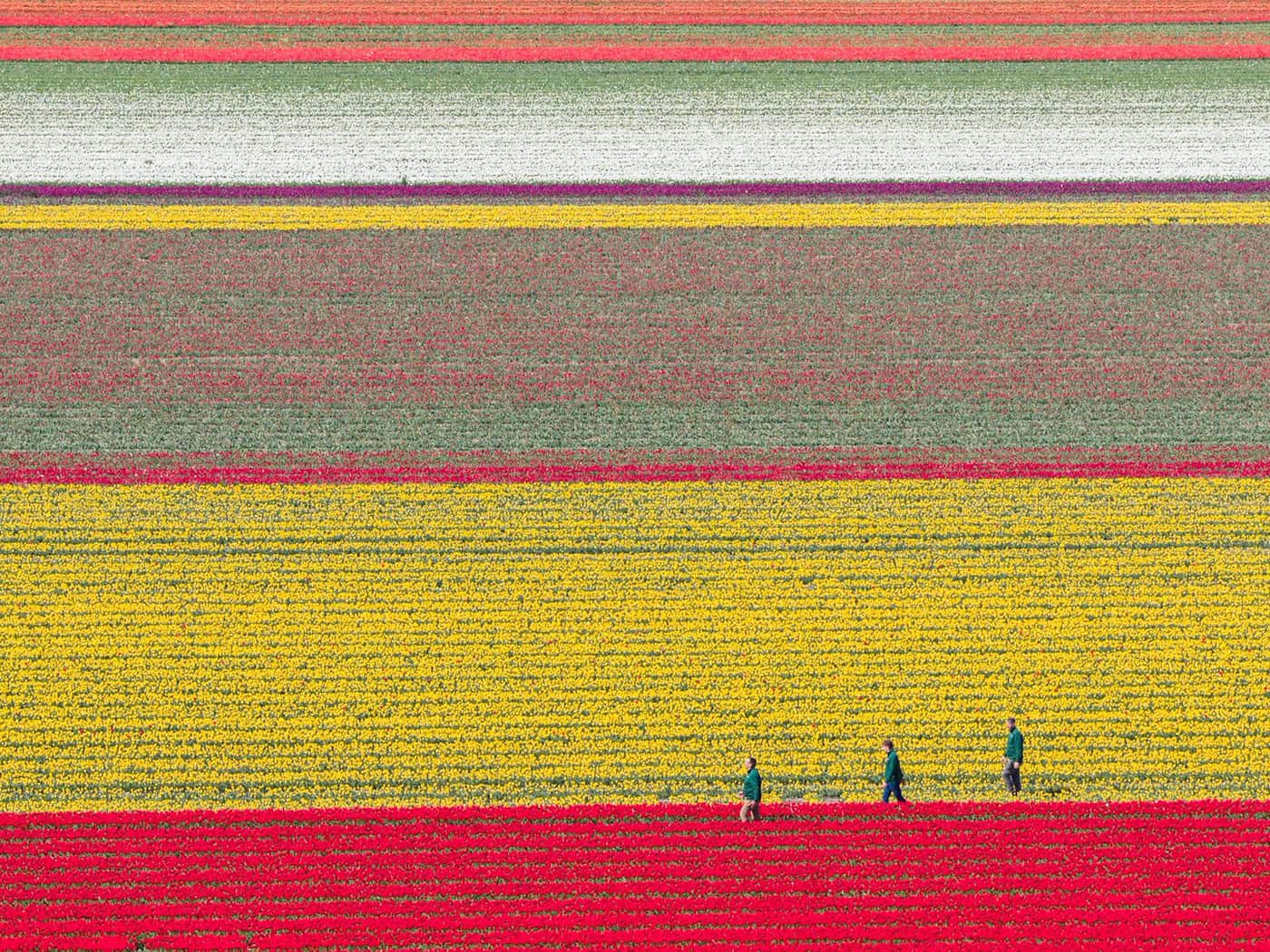Tulpen wachsen zur Zwiebelvermehrung auf einem Tulpenfeld des Eickenhofs im Landkreis Gifhorn. / Foto: Julian Stratenschulte/dpa