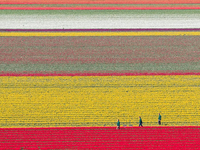 Tulpen wachsen zur Zwiebelvermehrung auf einem Tulpenfeld des Eickenhofs im Landkreis Gifhorn. / Foto: Julian Stratenschulte/dpa