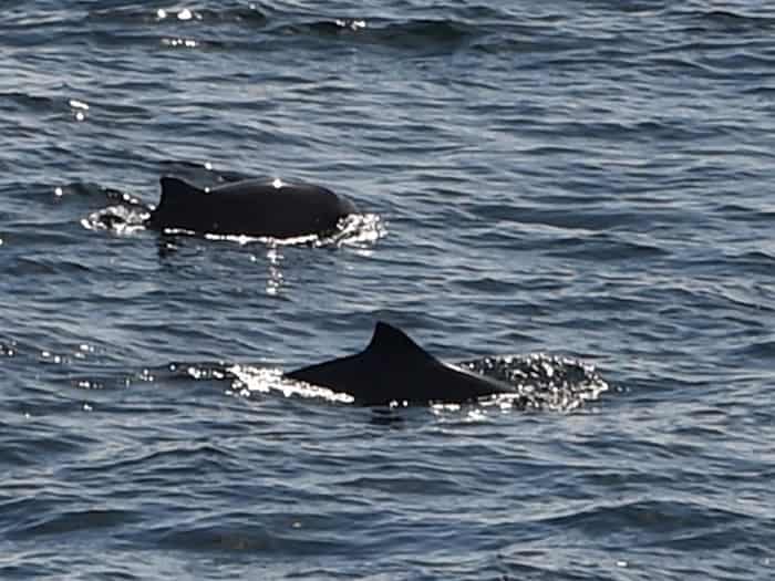Angesichts der Aufmerksamkeit für den vor Poel liegenden Buckelwal verweisen Experten auch auf Probleme einer heimischen Art - des Schweinswals. (Archivbild) / Foto: Carsten Rehder/dpa