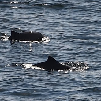 Angesichts der Aufmerksamkeit für den vor Poel liegenden Buckelwal verweisen Experten auch auf Probleme einer heimischen Art - des Schweinswals. (Archivbild) / Foto: Carsten Rehder/dpa