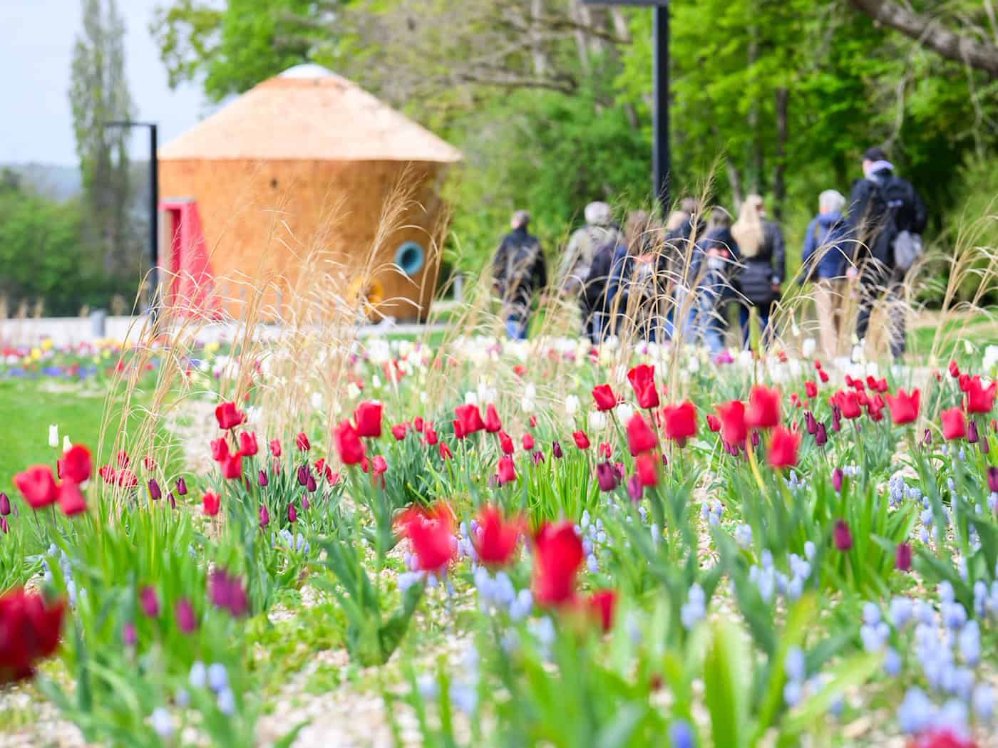 Die ersten Blüten sind auf dem Gelände in Bad Nenndorf bereits zu sehen. / Foto: Julian Stratenschulte/dpa