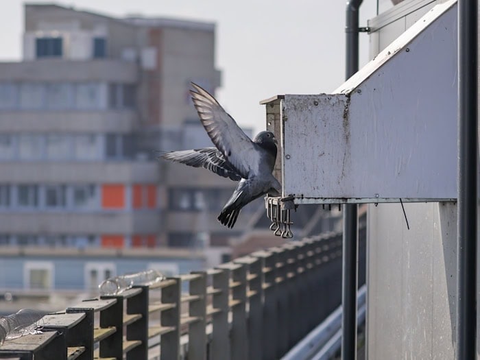 Im Taubenhaus in der Bremer Innenstadt finden Tauben ein sauberes Zuhause mit artgerechtem Futter und Nistplätzen. / Foto: Focke Strangmann/dpa