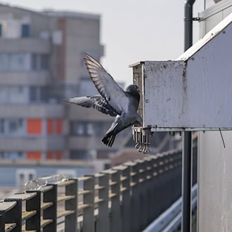 Im Taubenhaus in der Bremer Innenstadt finden Tauben ein sauberes Zuhause mit artgerechtem Futter und Nistplätzen. / Foto: Focke Strangmann/dpa