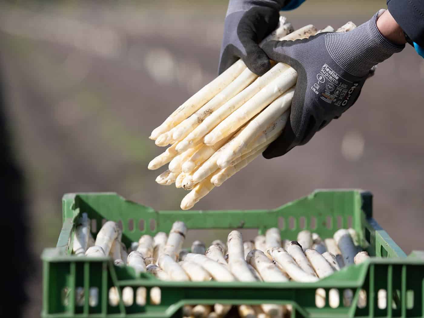 Trotz des frühen Osterfestes bieten die ersten Betriebe regionalen Spargel an. (Archivbild) / Foto: Friso Gentsch/dpa