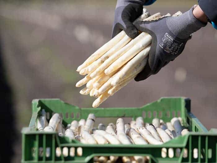 Trotz des frühen Osterfestes bieten die ersten Betriebe regionalen Spargel an. (Archivbild) / Foto: Friso Gentsch/dpa