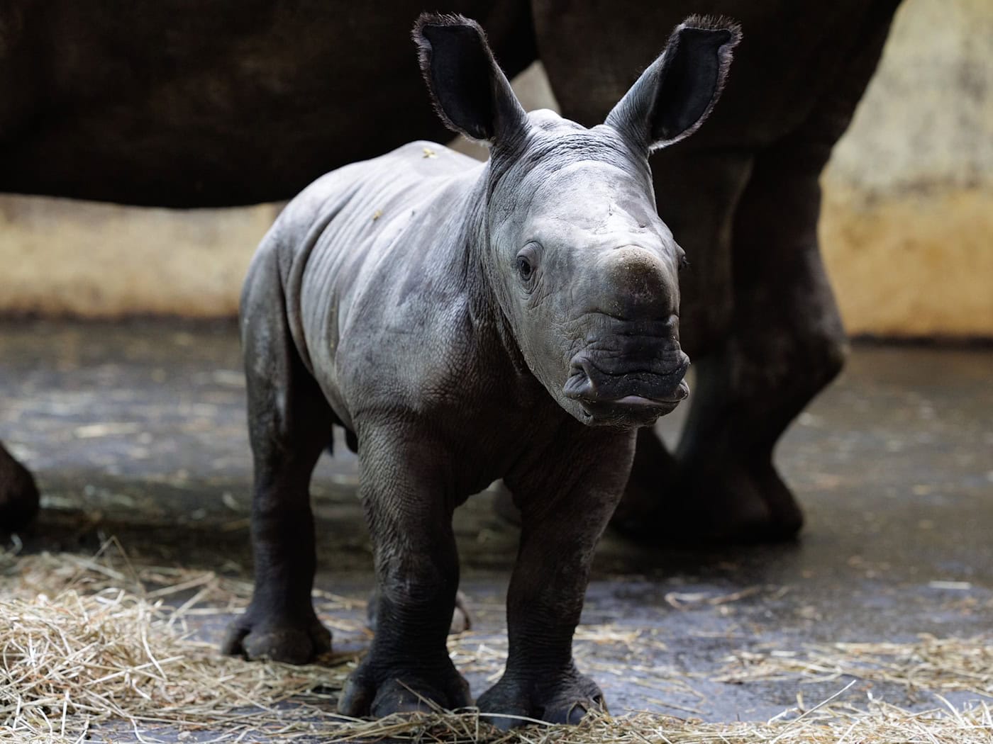 Große Ohren und ein (noch) kleines Horn, so präsentiert sich das in der vergangenen Woche geborene Nashornkalb Liam im Zoo Osnabrück.  / Foto: David Ebener/dpa