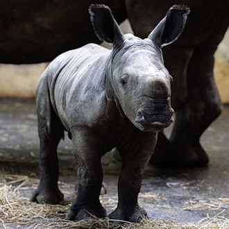 Große Ohren und ein (noch) kleines Horn, so präsentiert sich das in der vergangenen Woche geborene Nashornkalb Liam im Zoo Osnabrück.  / Foto: David Ebener/dpa