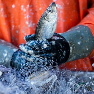 Fischer in Europa sind wegen der hohen Energiepreise unter Druck. (Symbolbild) / Foto: Jens Büttner/dpa-Zentralbild/dpa