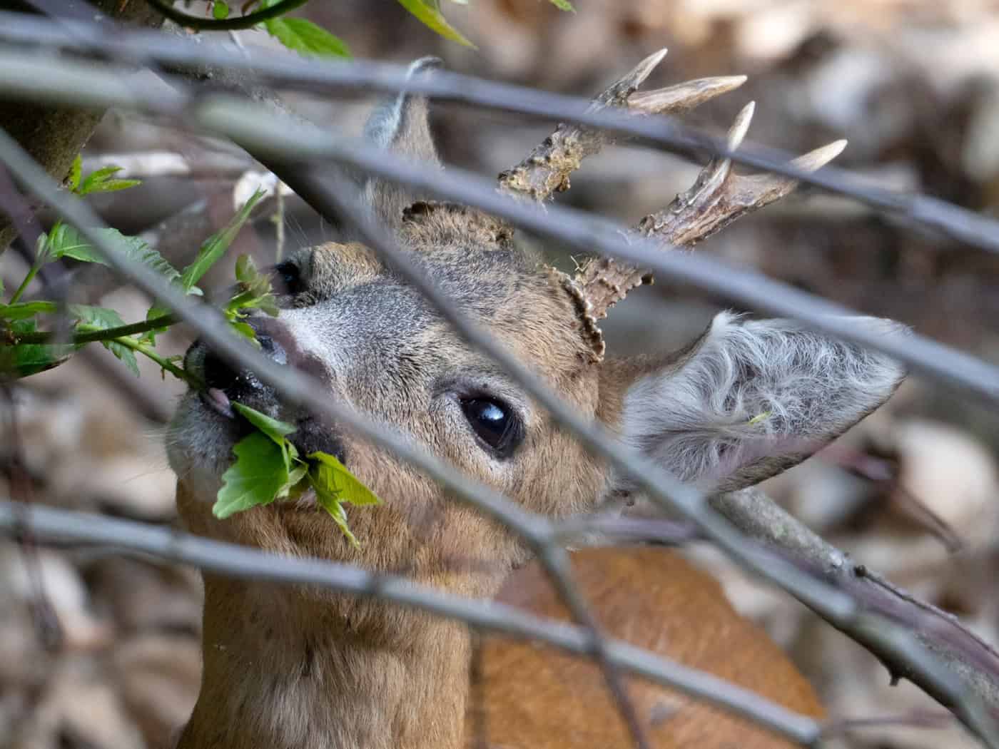 Die Feuerwehr hat in Lehrte ein zwischen den Metallstäben einer Eingangspforte eingeklemmtes Reh befreit. (Symbolbild) / Foto: Boris Roessler/dpa