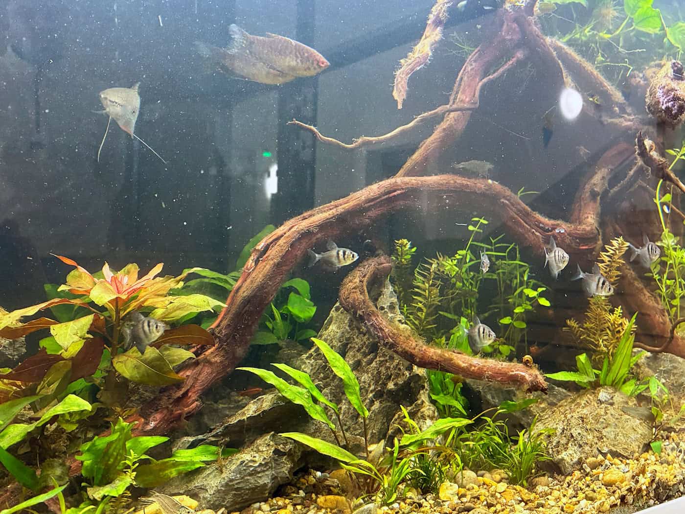 Nach dem Großbrand an der Grundschule Beuthener Straße in Hannover Ende November sind zehn Fische und eine Garnele nun in ihr neues Zuhause in der Käthe-Paulus-Schule gezogen. (Handout) / Foto: -/Landeshauptstadt Hannover/dpa