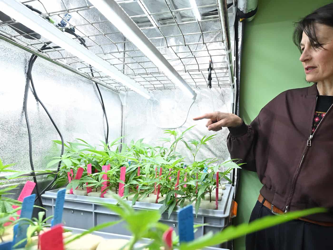 Die niedersächsische Agrarministerin Miriam Staudte (Grüne) zeigt auf Hanf-Stecklinge. / Foto: Julian Stratenschulte/dpa