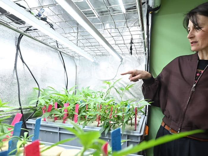 Die niedersächsische Agrarministerin Miriam Staudte (Grüne) zeigt auf Hanf-Stecklinge. / Foto: Julian Stratenschulte/dpa