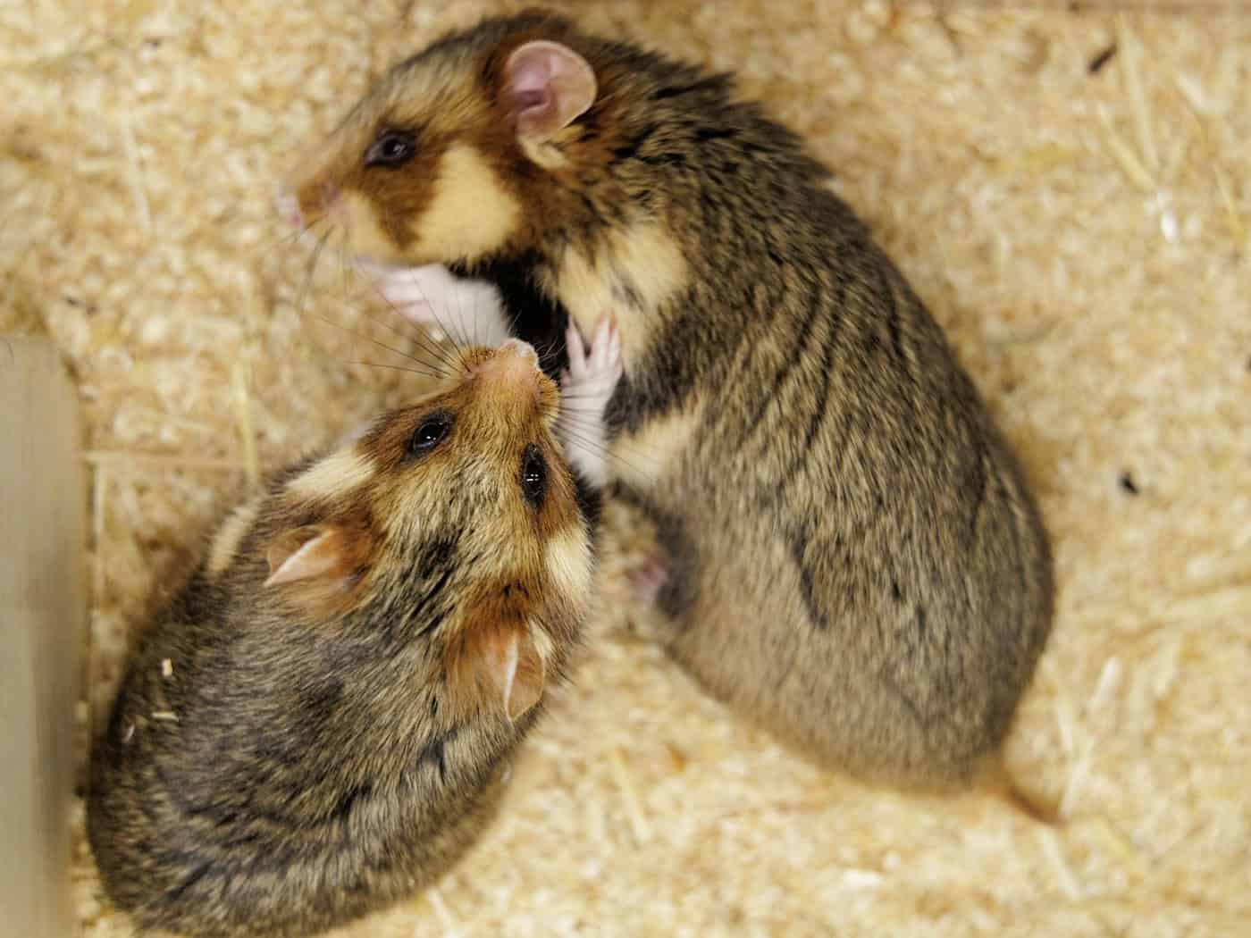 Ein Weibchen und ein Männchen bei der Verpaarung im NRW-Artenschutzzentrum in Metelen nahe der Landesgrenze zu Niedersachsen.  / Foto: David Ebener/dpa
