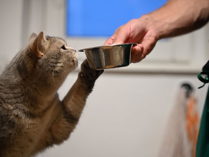 Nach elf Jahren zurück: Katze Perla in Hannover zu ihrer Familie zurückgebracht