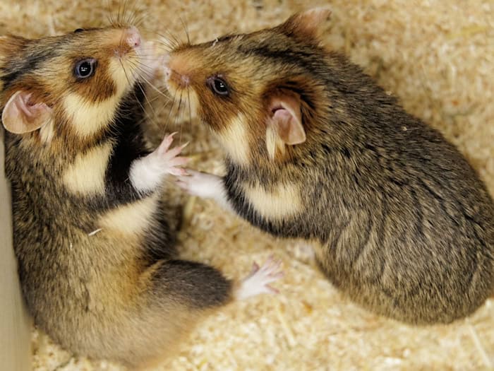 Geht das gut? Ein paarungsbereites Weibchen und ein ausgewähltes Männchen sollen für Feldhamster-Nachwuchs sorgen.  / Foto: David Ebener/dpa