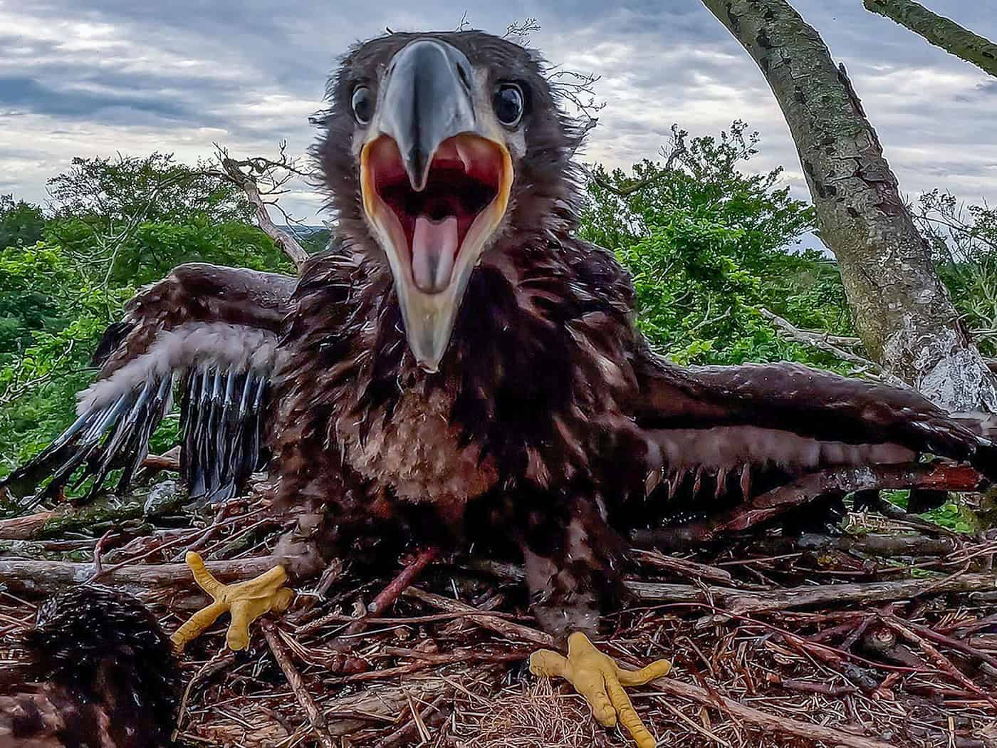 Ein junger Seeadler wird lebend aus einem abgestürzten Adlerhorst geborgen. (Illustration) / Foto: Jens Büttner/dpa