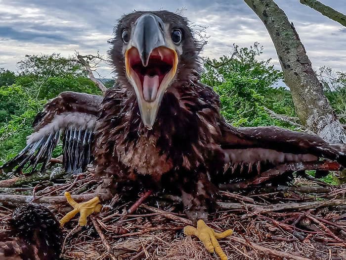Ein junger Seeadler wird lebend aus einem abgestürzten Adlerhorst geborgen. (Illustration) / Foto: Jens Büttner/dpa