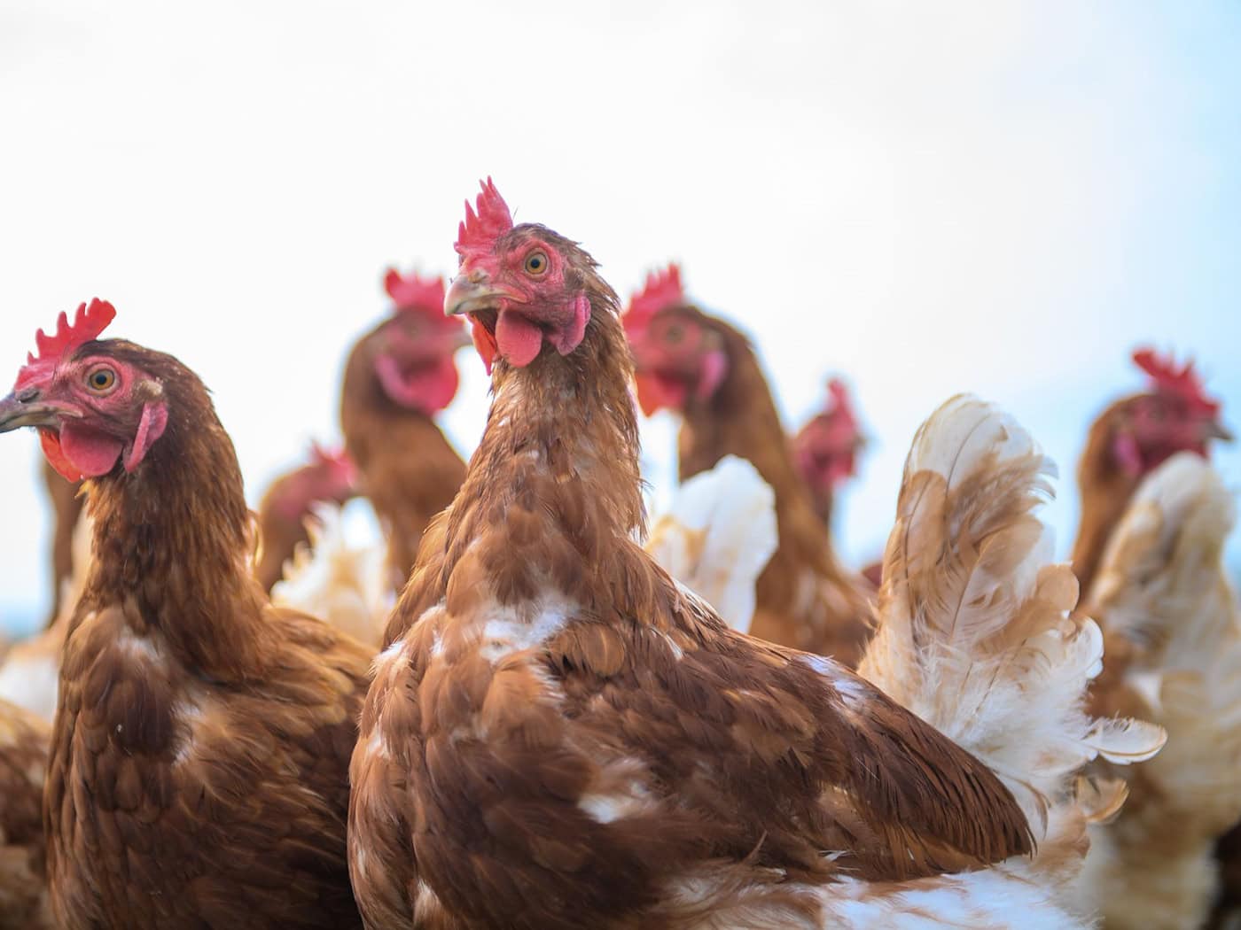 Der Landkreis Leer hebt die Überwachungszone nach einem Ausbruch der Geflügelpest in Moormerland auf. (Symbolbild) / Foto: Klaus-Dietmar Gabbert/dpa