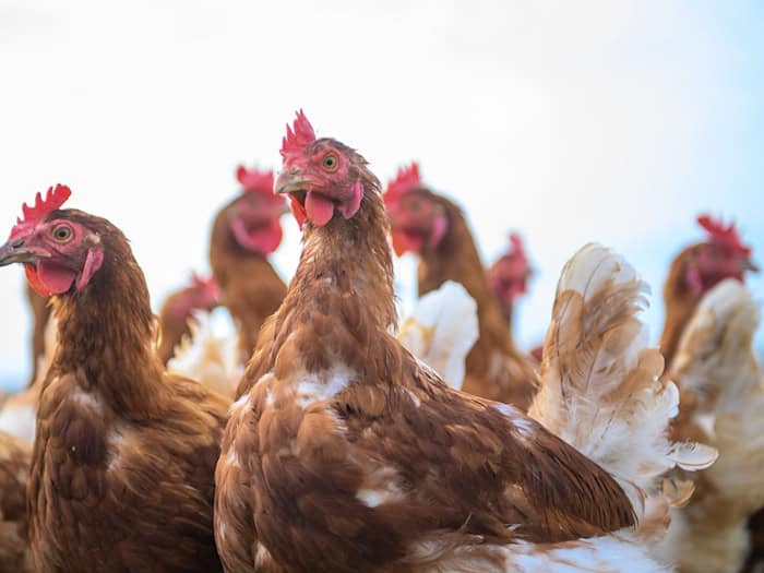 Der Landkreis Leer hebt die Überwachungszone nach einem Ausbruch der Geflügelpest in Moormerland auf. (Symbolbild) / Foto: Klaus-Dietmar Gabbert/dpa