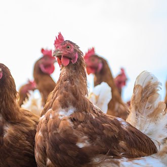 Der Landkreis Leer hebt die Überwachungszone nach einem Ausbruch der Geflügelpest in Moormerland auf. (Symbolbild) / Foto: Klaus-Dietmar Gabbert/dpa