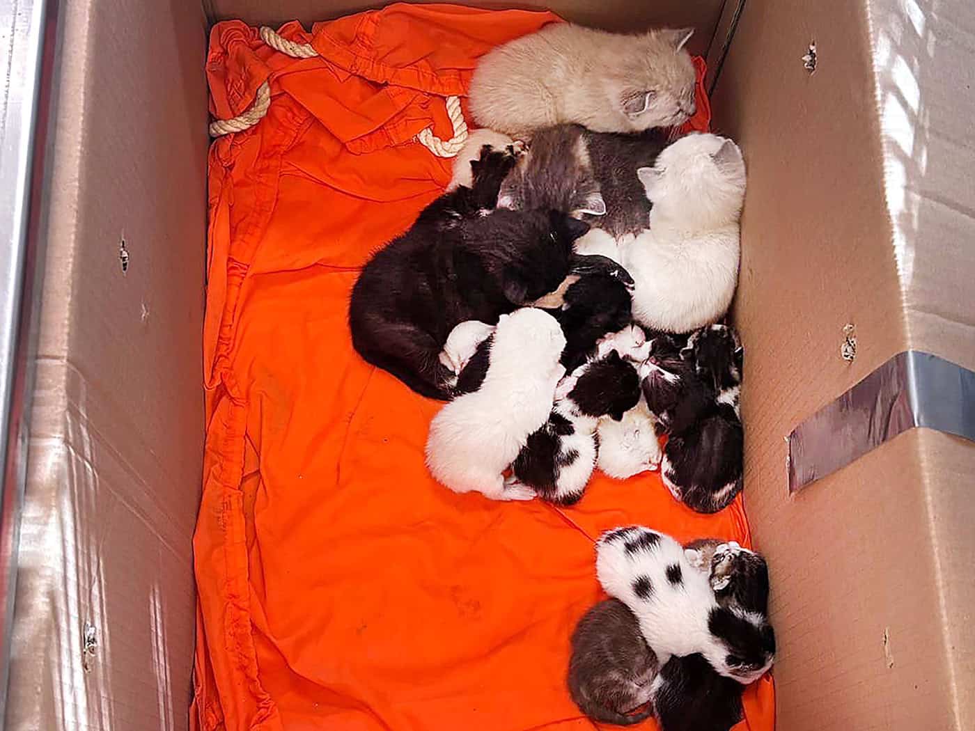 Nach dem Fund von 20 Katzenbabys und drei ausgewachsene Katzen in verschlossenen Kartons ermittelt die Bremer Polizei wegen Verstoßes gegen das Tierschutzgesetz.  (Handout)  / Foto: ---/Polizei Bremen/dpa