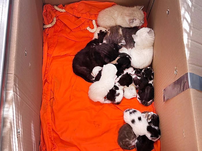 Nach dem Fund von 20 Katzenbabys und drei ausgewachsene Katzen in verschlossenen Kartons ermittelt die Bremer Polizei wegen Verstoßes gegen das Tierschutzgesetz.  (Handout)  / Foto: ---/Polizei Bremen/dpa