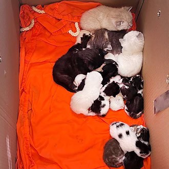 Nach dem Fund von 20 Katzenbabys und drei ausgewachsene Katzen in verschlossenen Kartons ermittelt die Bremer Polizei wegen Verstoßes gegen das Tierschutzgesetz.  (Handout)  / Foto: ---/Polizei Bremen/dpa